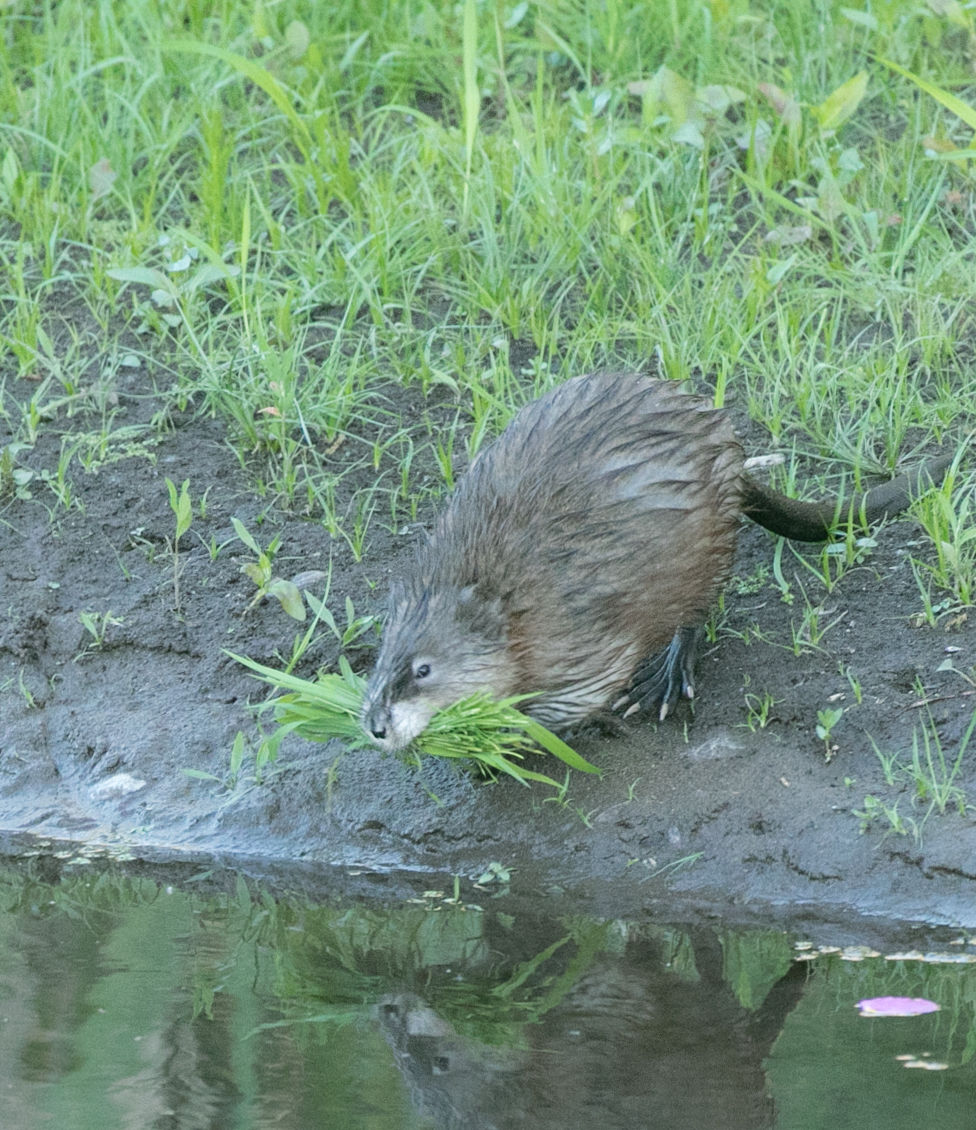 Beaver Lodge